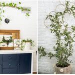 How to Use Climbing Plants to Enhance Your Homes Look