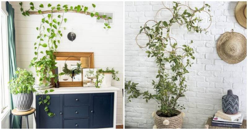 How to Use Climbing Plants to Enhance Your Homes Look