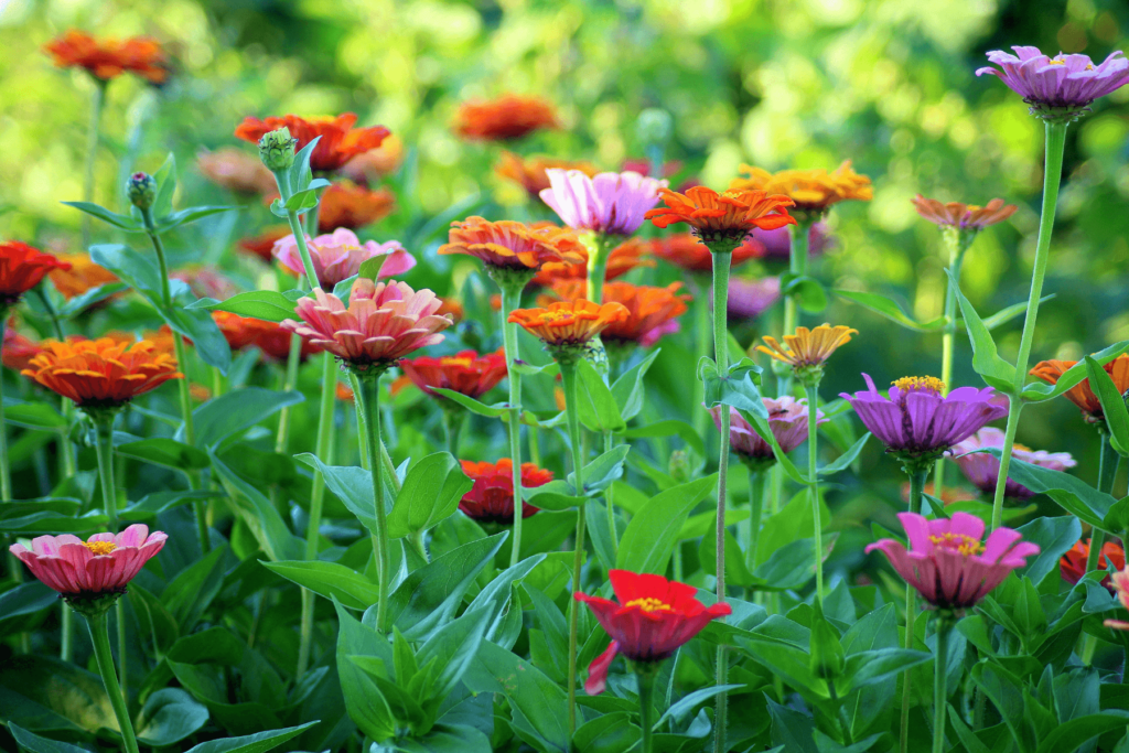 Best Flowers for Seasonal Color in Your Garden