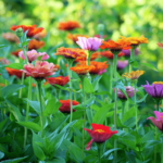 Best Flowers for Seasonal Color in Your Garden