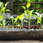 How to Create an Eco-Friendly Garden at Home