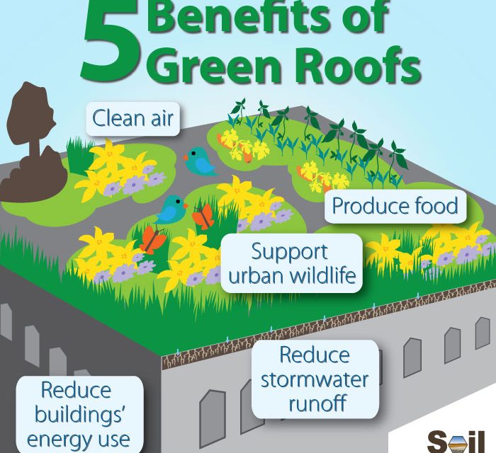 The Benefits of Green Roofs and How to Get Started