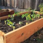 Build Your Own Raised Garden Beds for a Stunning Yard