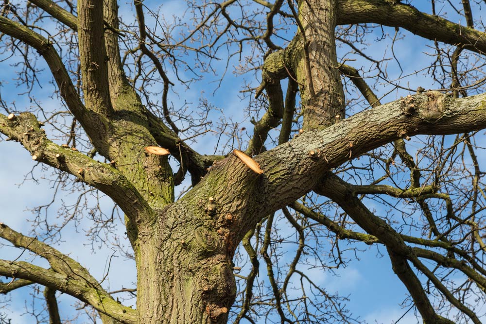 How to prevent damage to siding from tree branches or other overhanging objects